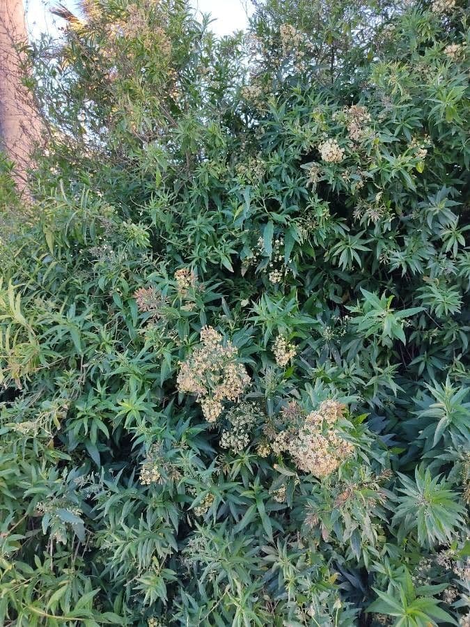Cestrum 14