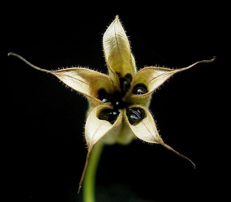 Aquilegia comune 4