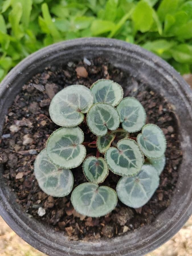 Ciclamino greco 14