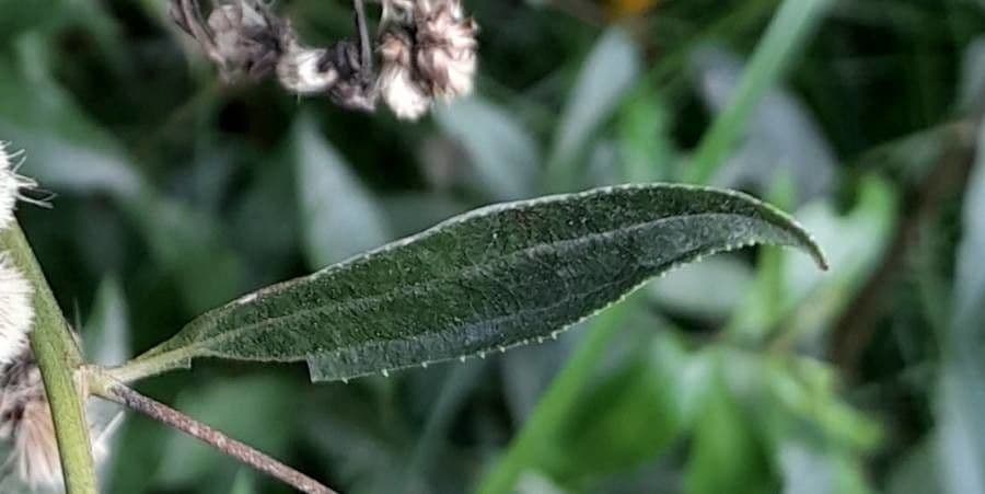 Baccharis 5
