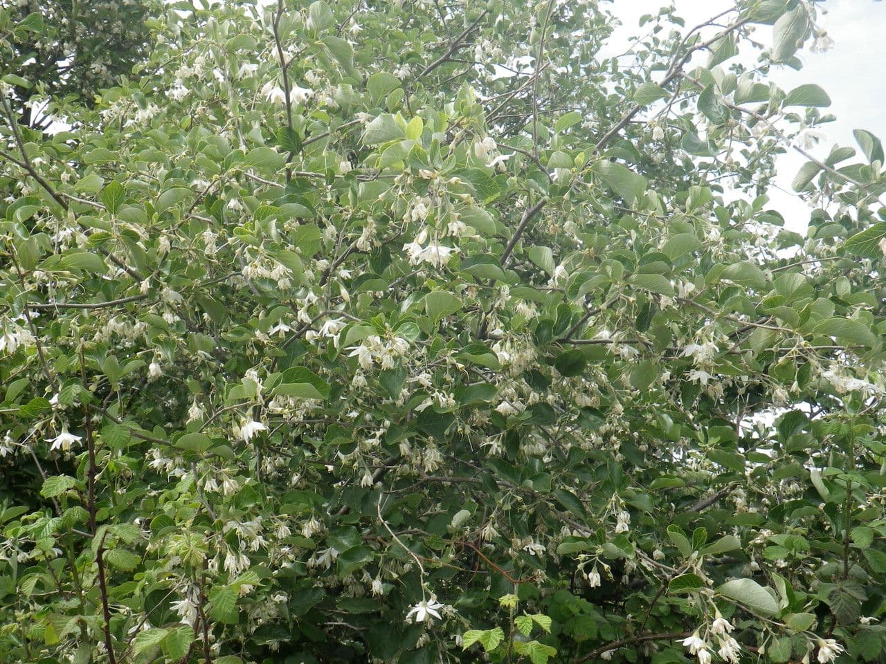 Styrax officinalis 12