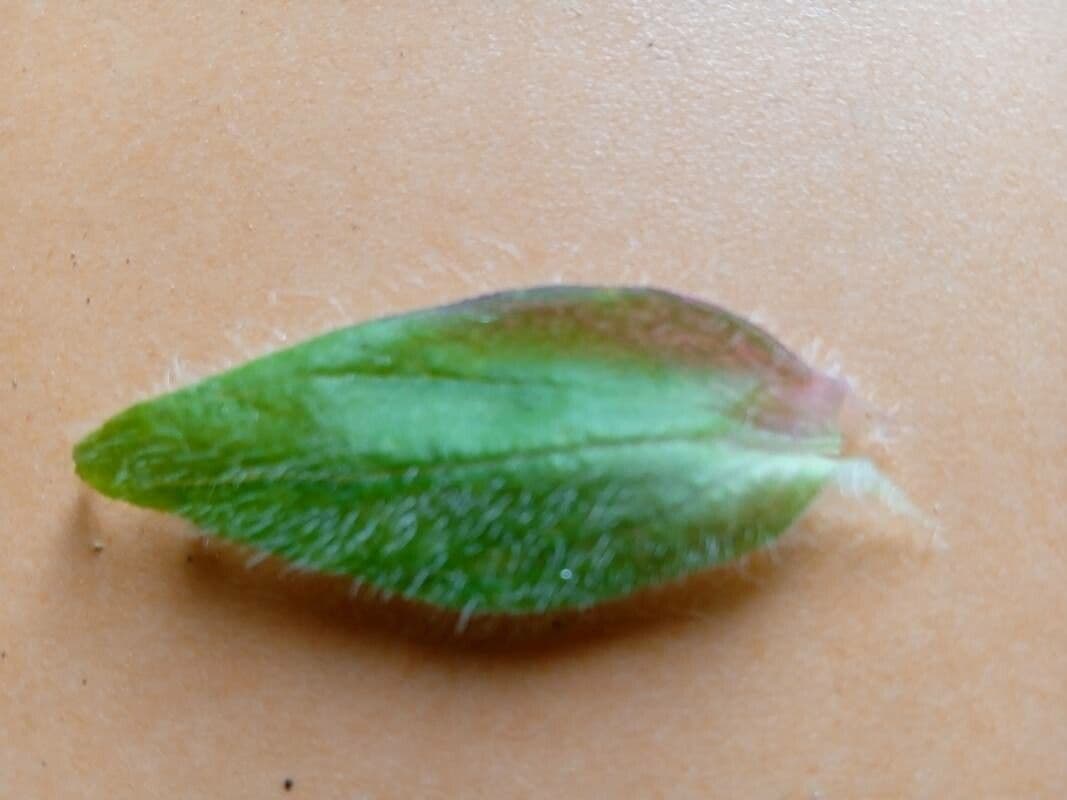 Silene cretica 9