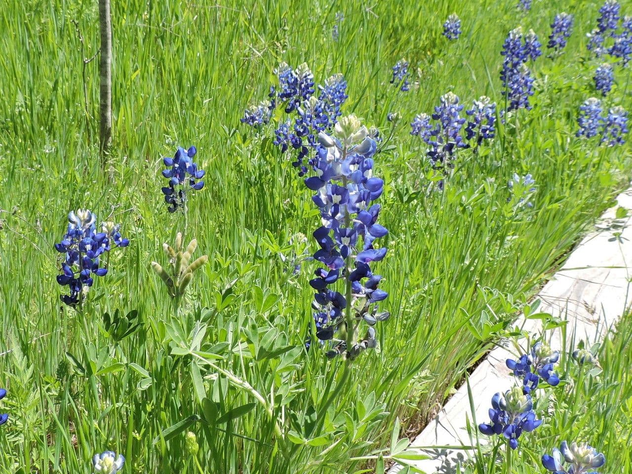 Lupinus texensis 13