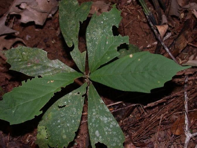 Guarea 13