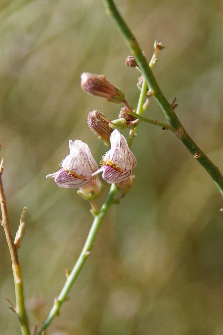Acanthorrhinum 10