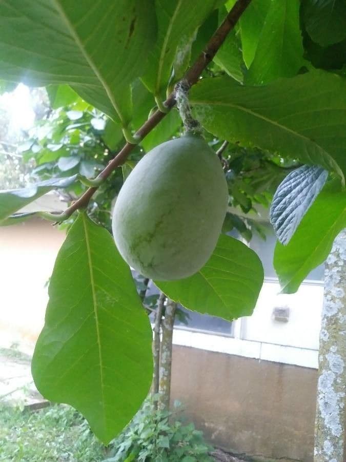 Asimina 3