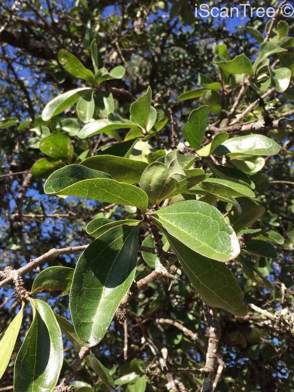 Brechnuss madagaskarische 14