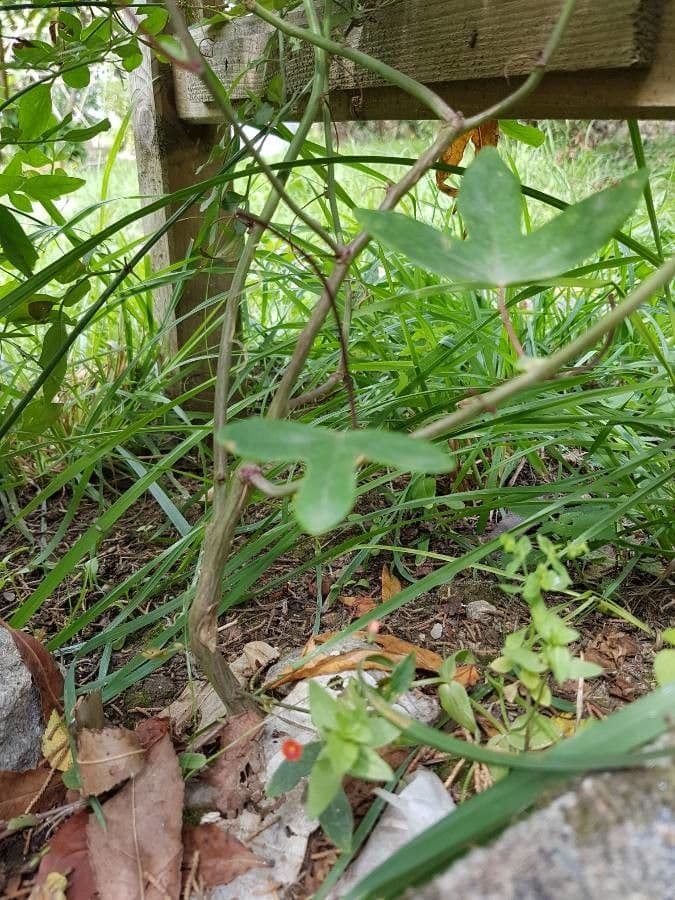 Passiflora ametista 16