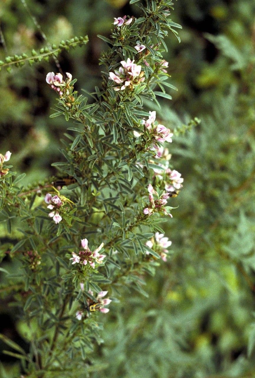 Lespedeza 8