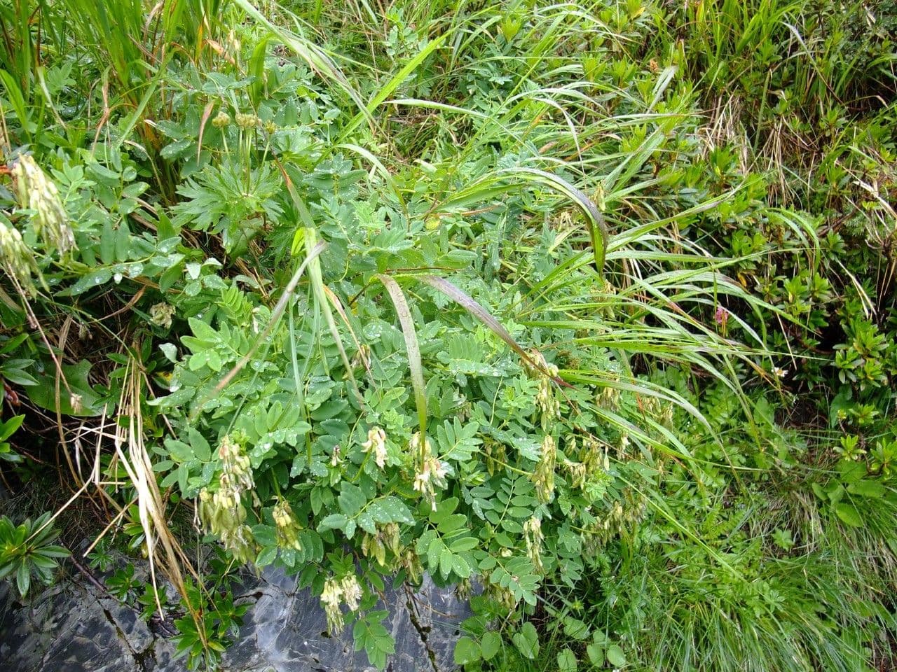 Astragalo 12
