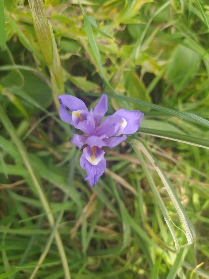 Moraea 6