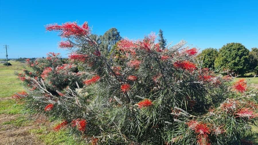 Grevillea 9
