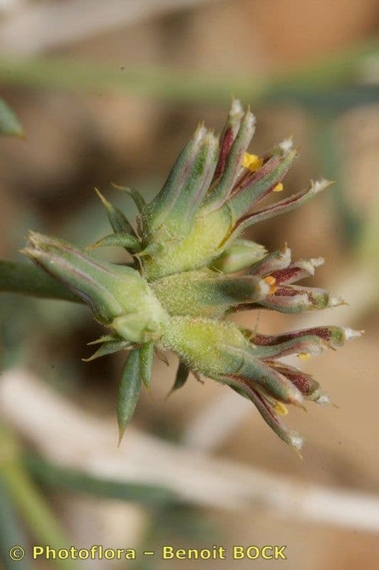 Gymnocarpos 2