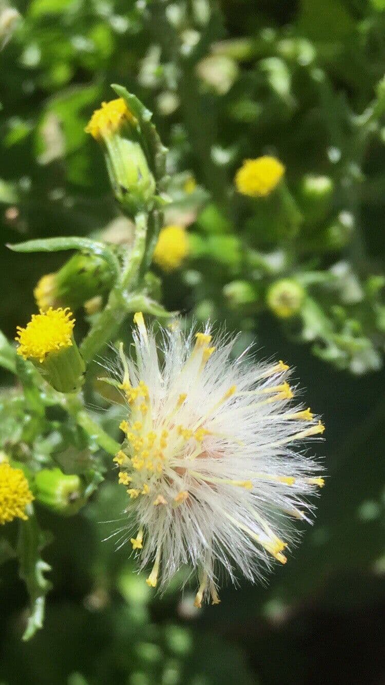 Senecione comune 30
