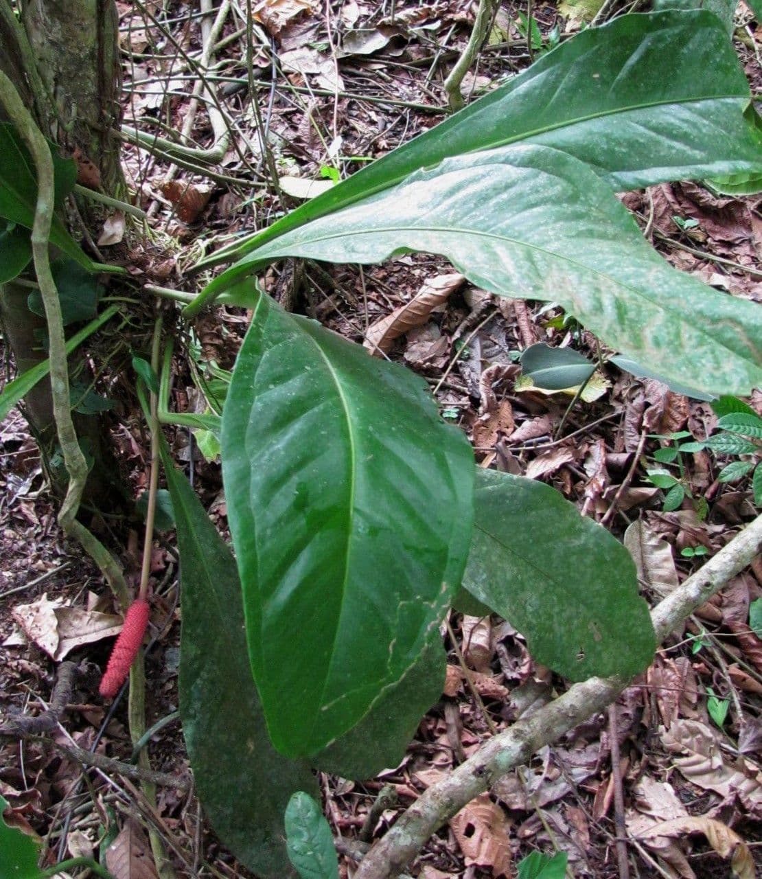 Anthurium 13