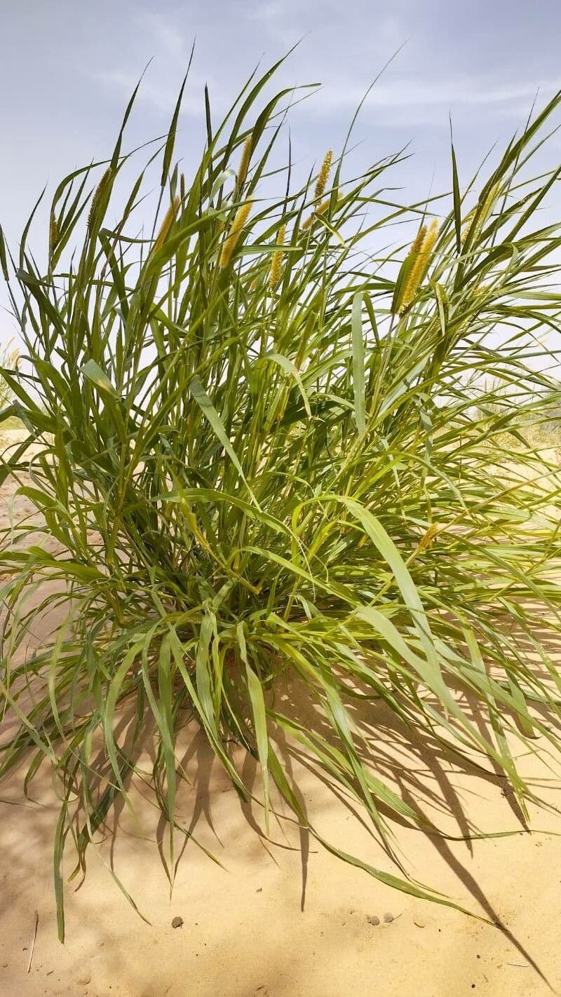 Cenchrus violaceo 9