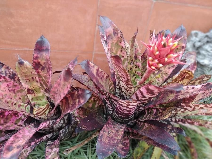 Aechmea 2