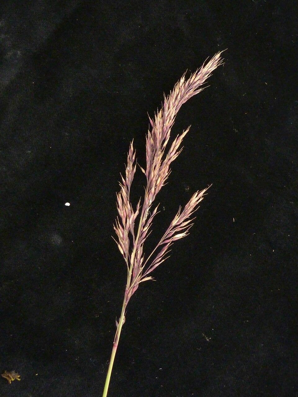 Schilfgras 3