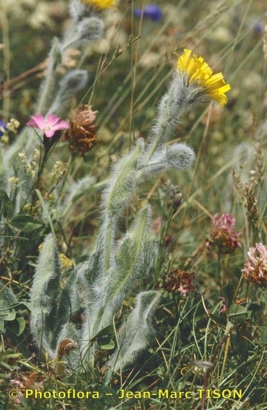 Hieracium 12