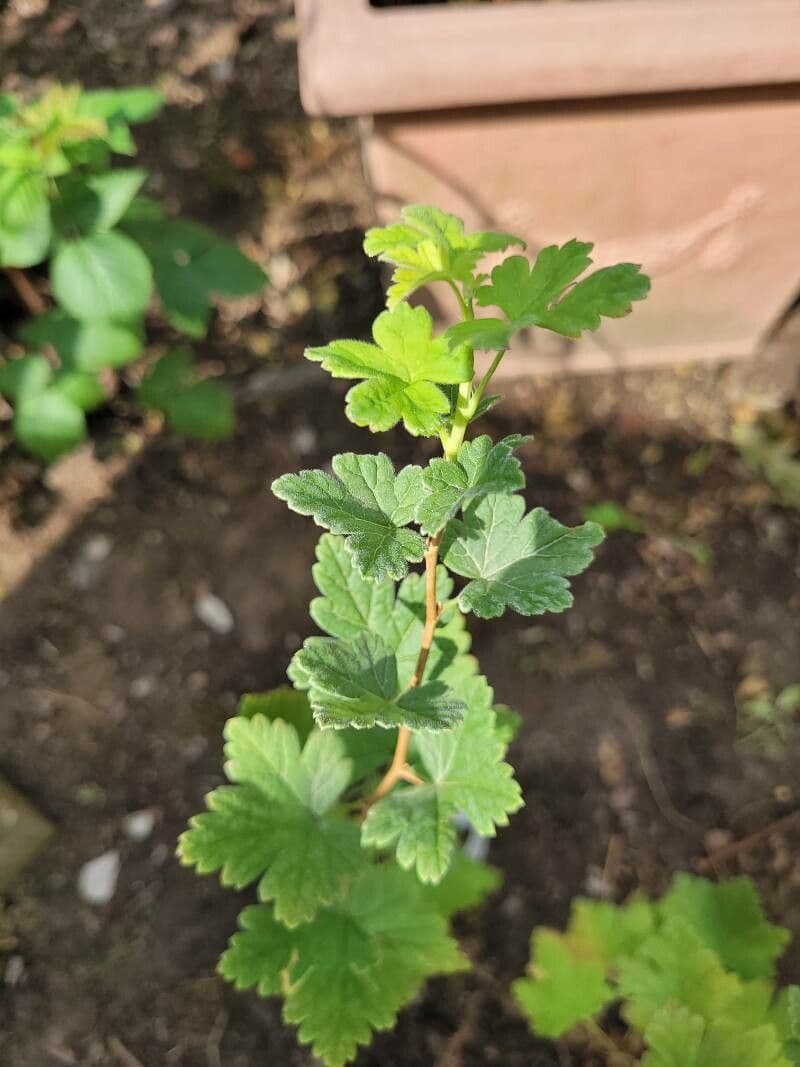 Ribes divaricato 9