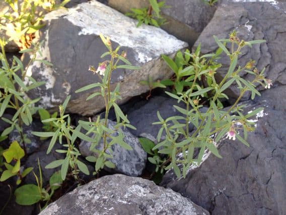 Linaria minore 14