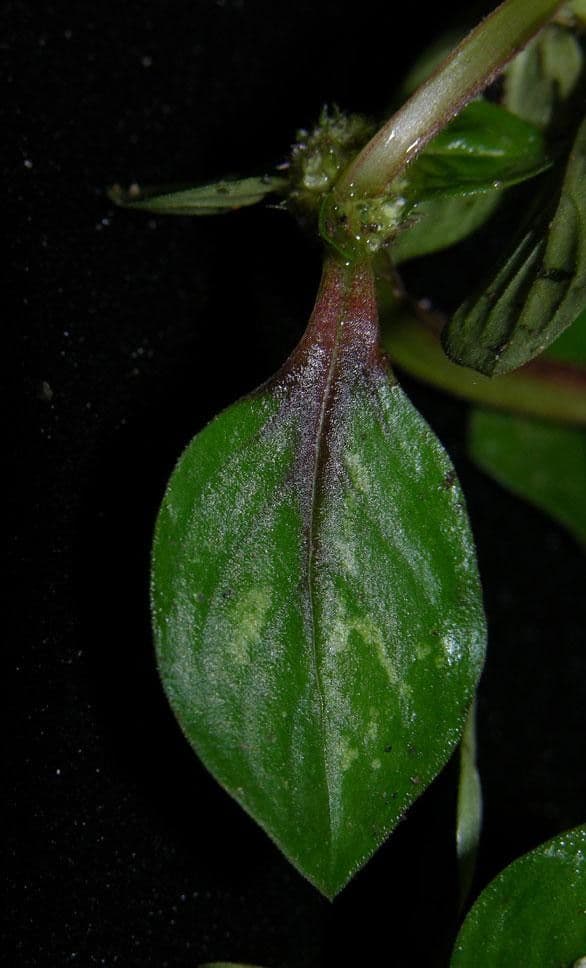 Spermacoce prostrata 9