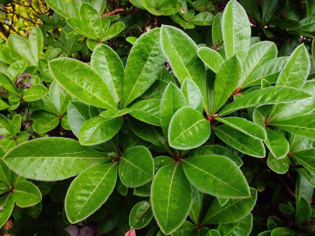 Azalea occidentale 13