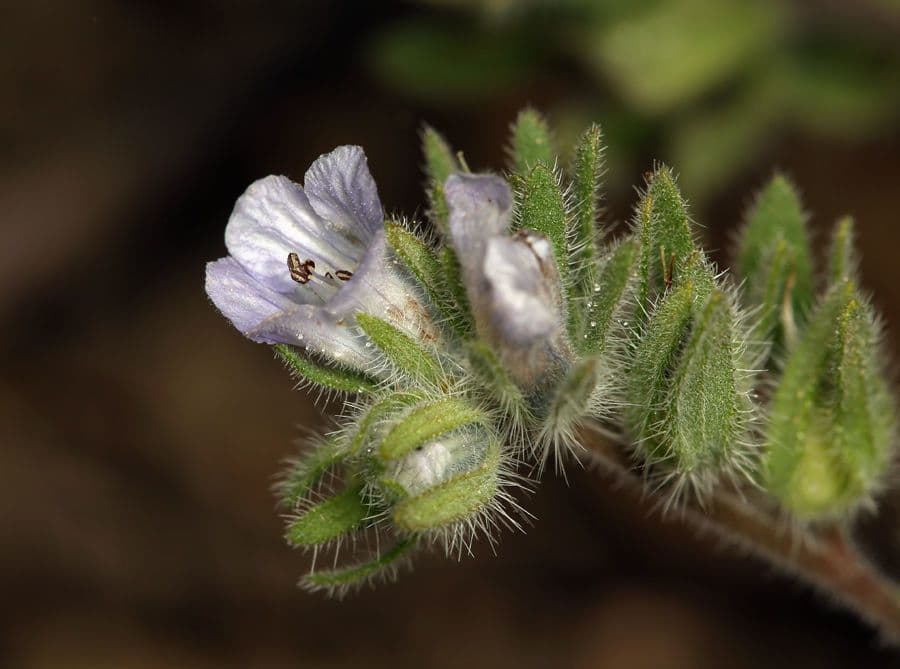 Phacelia 3
