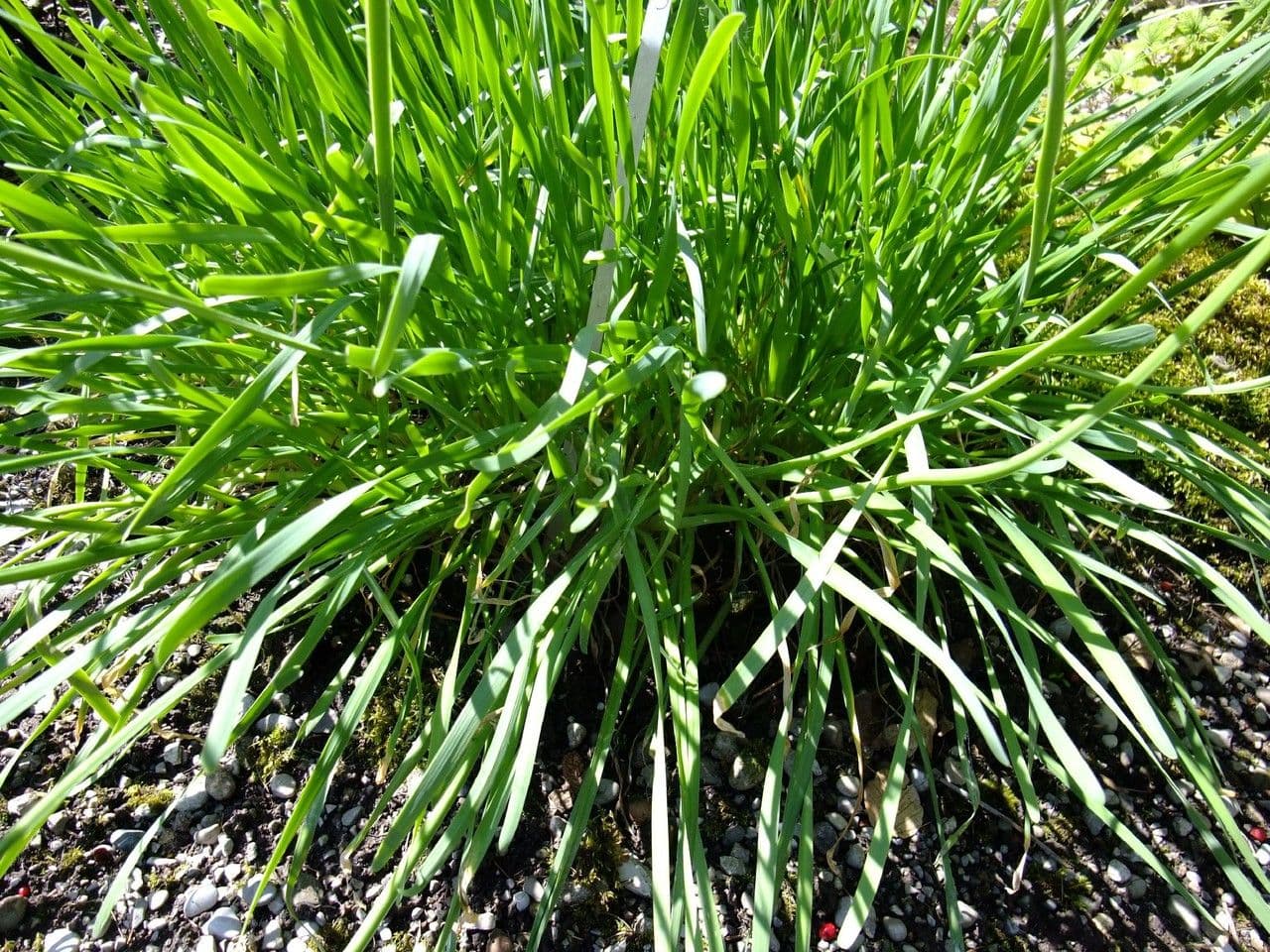 Aglio angoloso 8