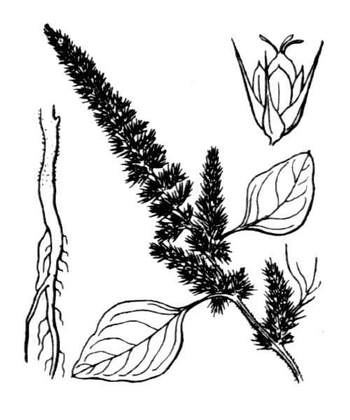 Amaranto ibrido 26