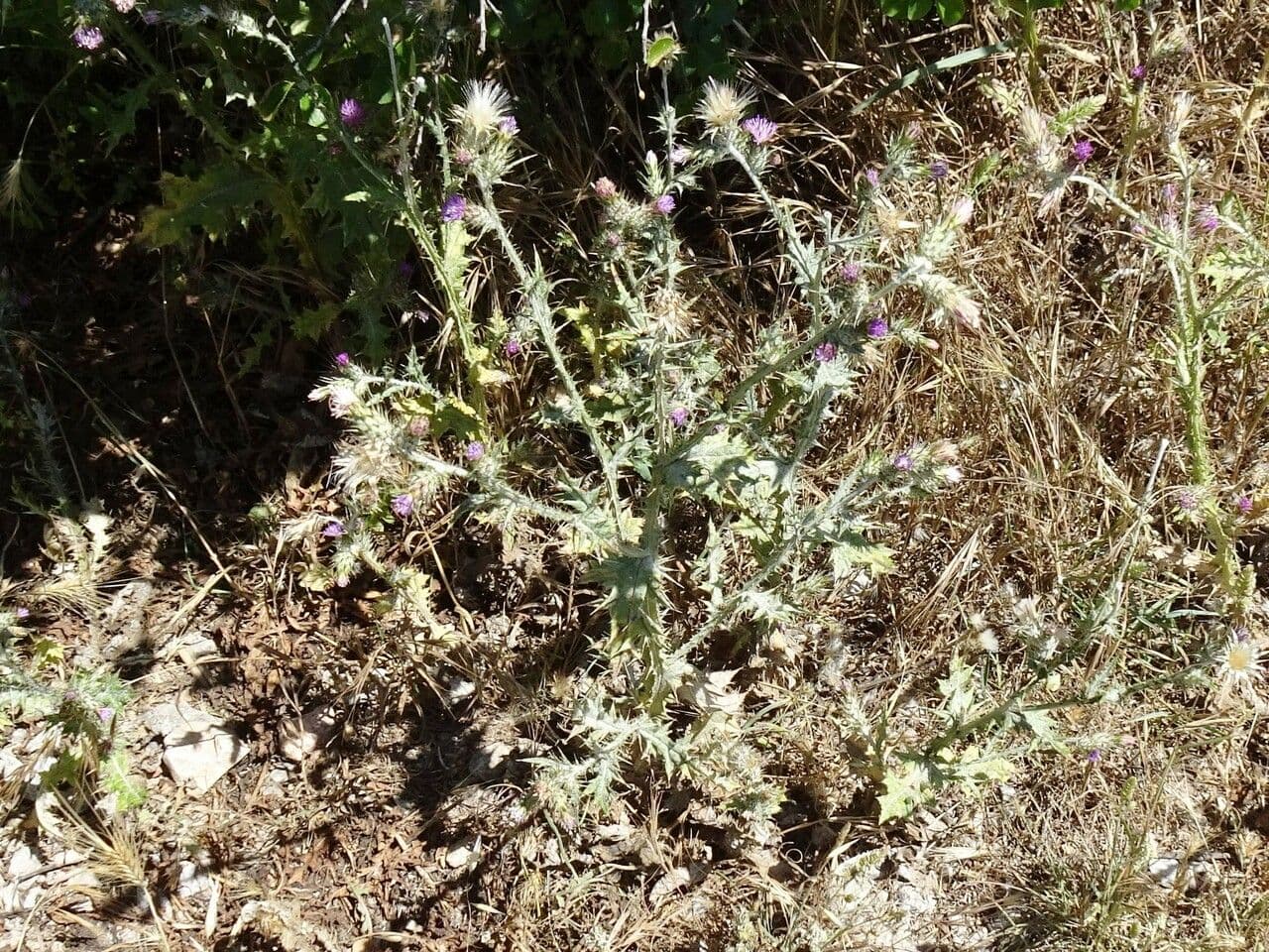 Cardo saettone 15
