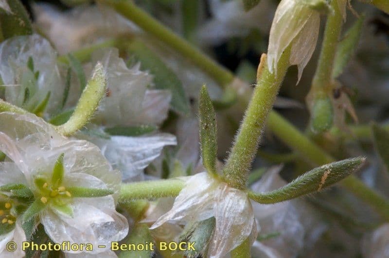 Paronychia capitata 19