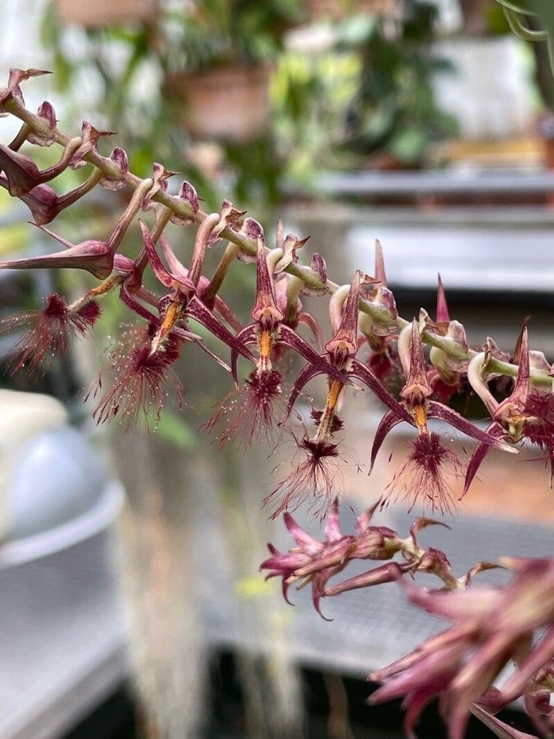 Bulbophyllum