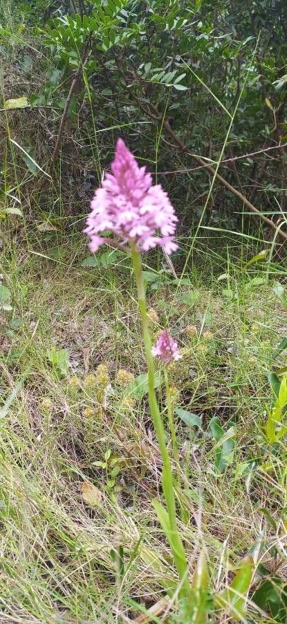 Orchis pyramidal 17