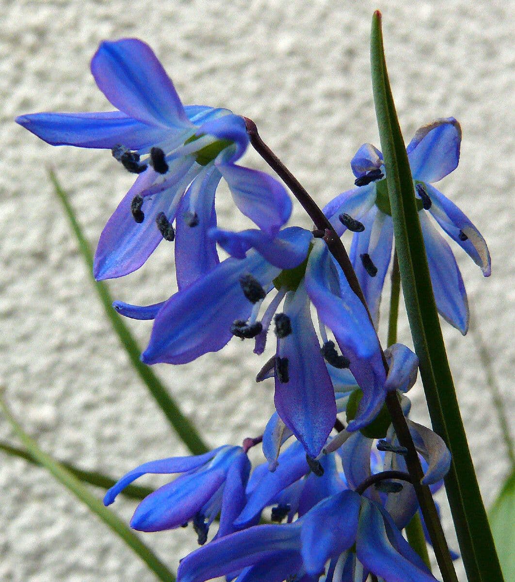 Scilla siberica 6