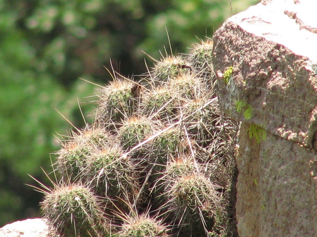 Igel-Grasbeutel 7