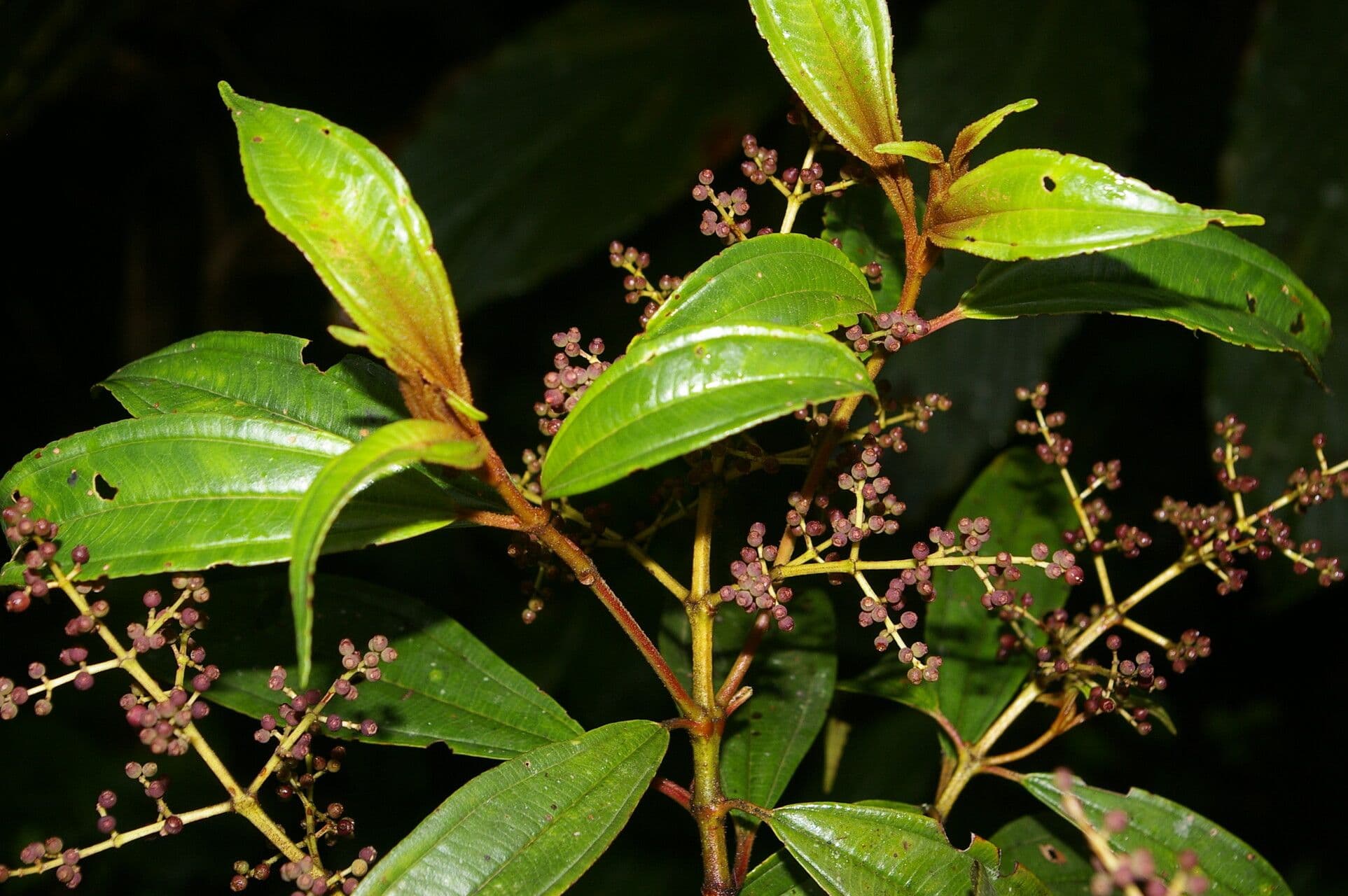 Miconia 9