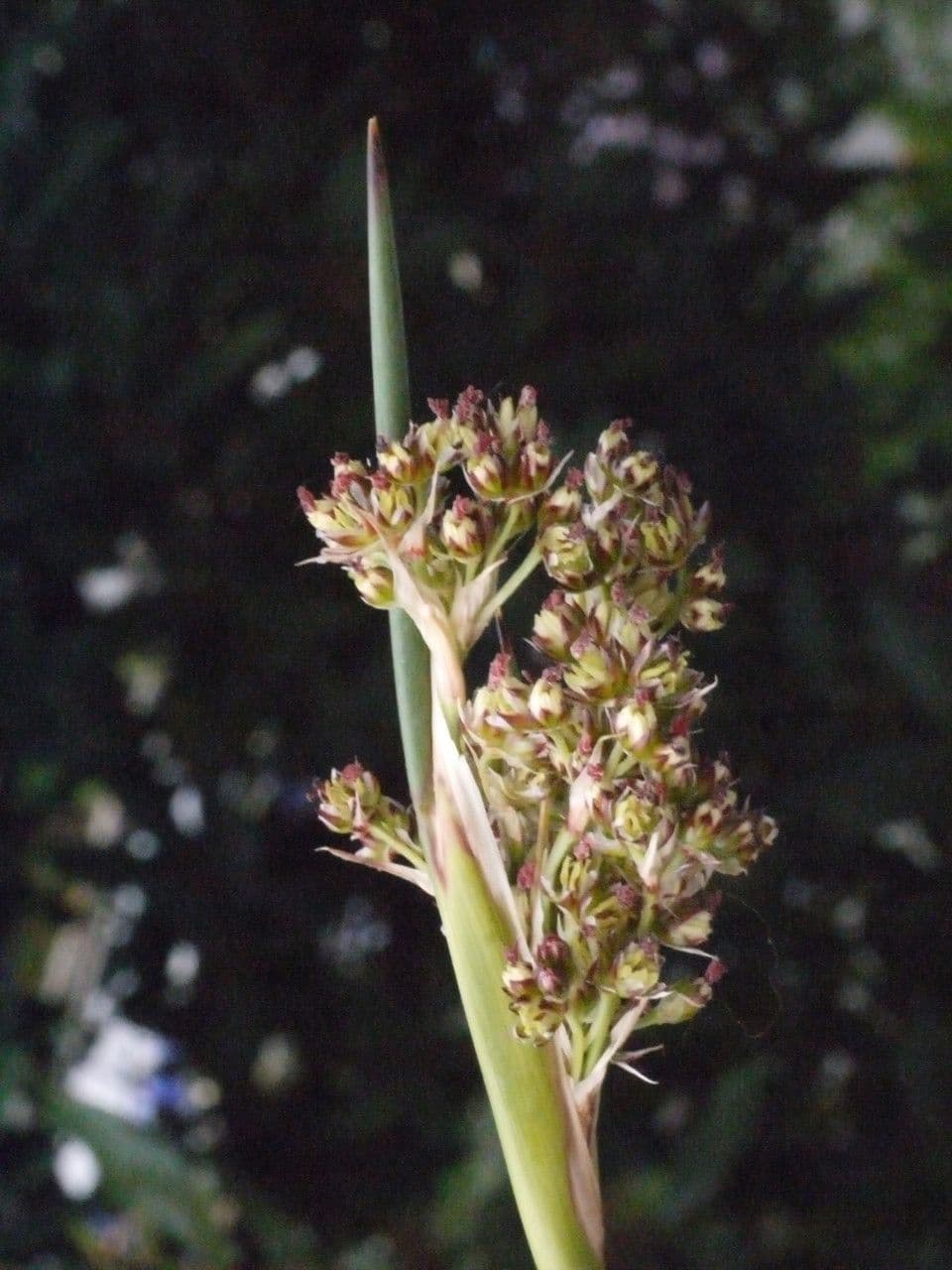 Stechende Binse 26