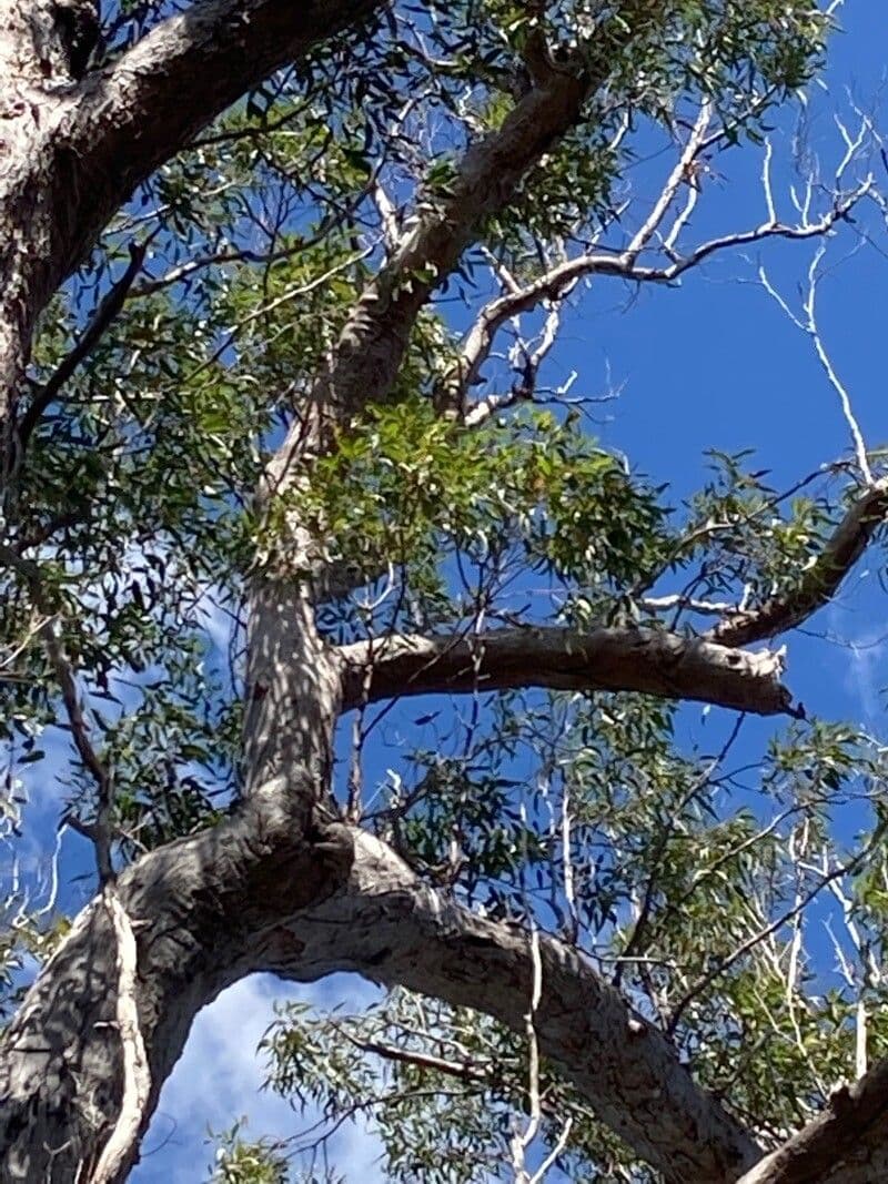 Eucalyptus pilularis 3