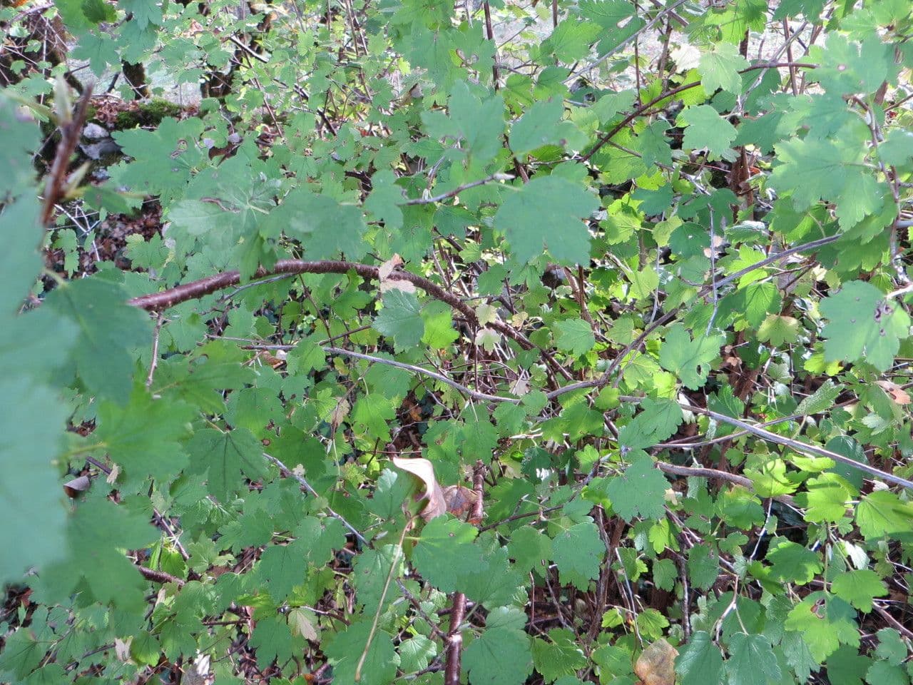 Ribes petraeum 12