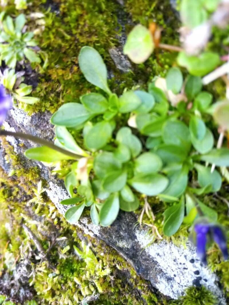 Phyteuma globulariifolium 14