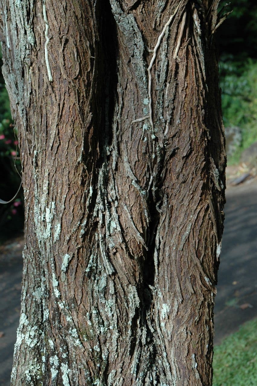 Prosopis 15