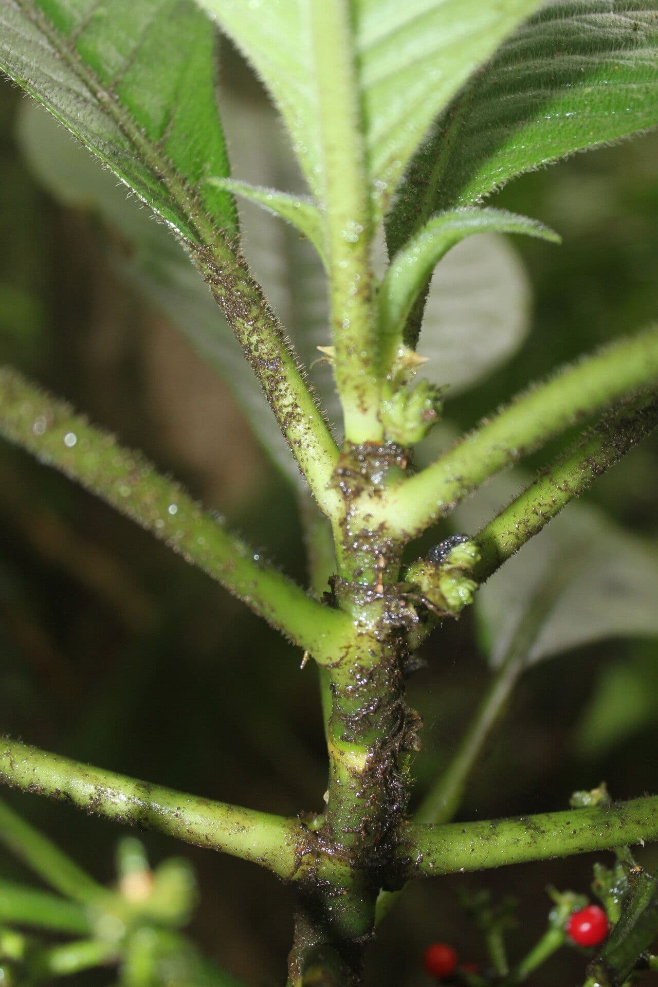 Notopleura 6