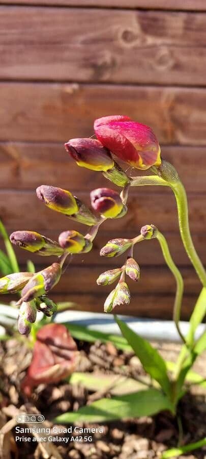 Freesia