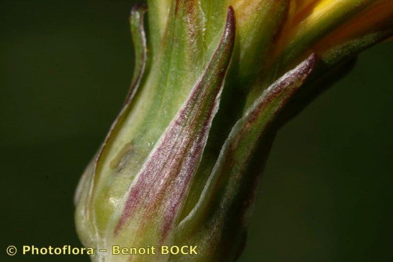 Scorzonera setolosa 8