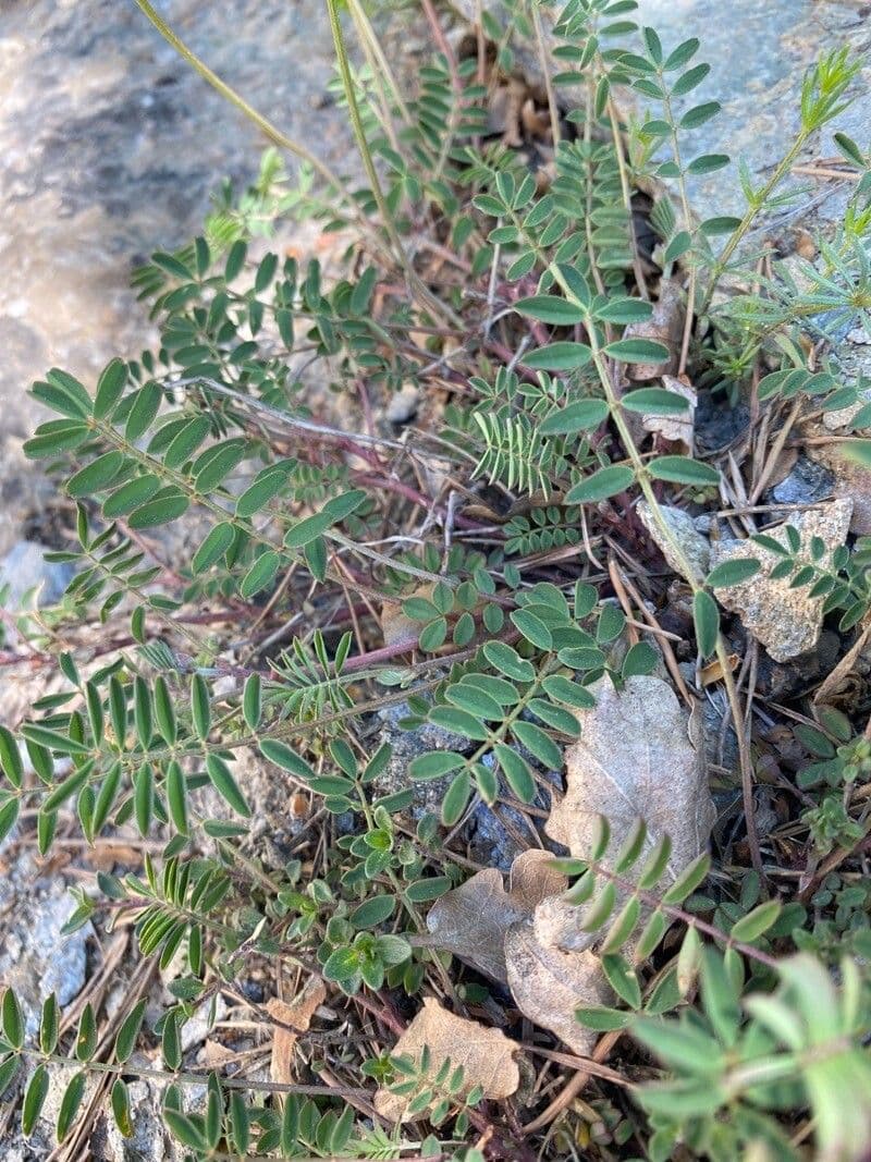 Hippocrepis 19