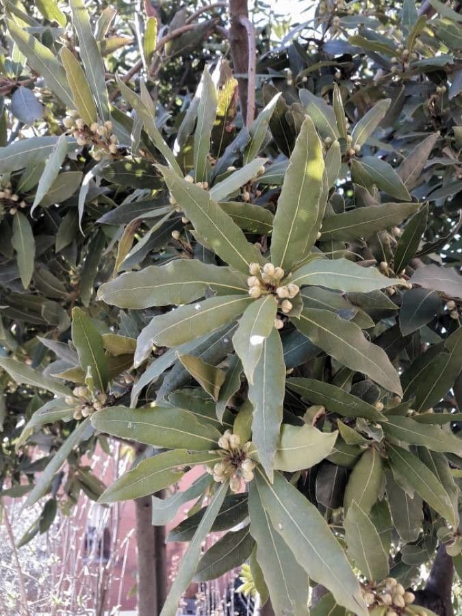 Laurel 29