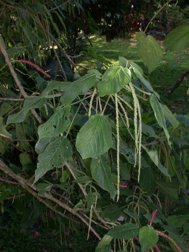 Acalypha a spiga grande 14