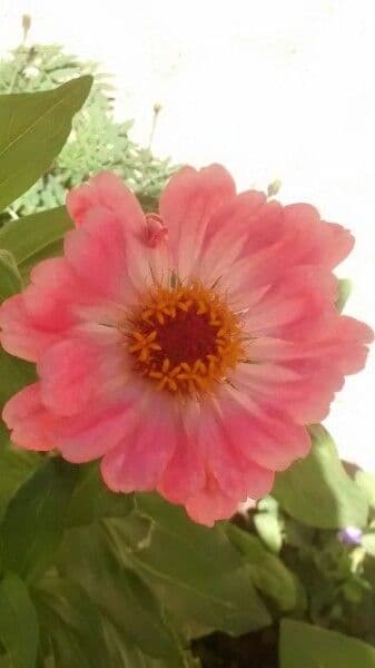 Zinnia di Haage 6