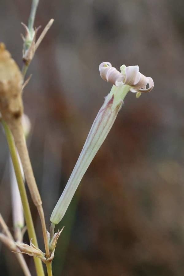 Lepnica bupleuroides 2